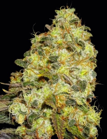 Ice Regular Samen (Nirvana Seeds) 🌿 Ausgewogener Hybrid