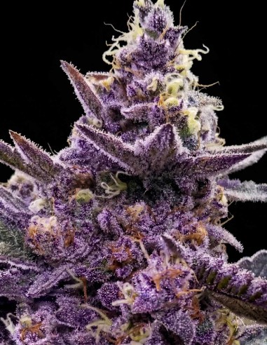 Safety Meeting Regular Seeds (Jinxproof Genetics) 🌿 Calm