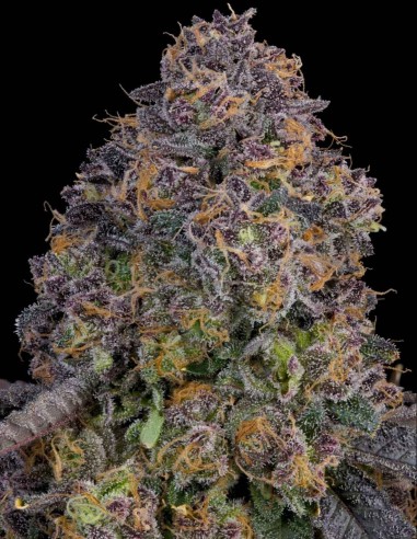 Pink Zoda Samen (Grounded Genetics) 🍬 Süße Power