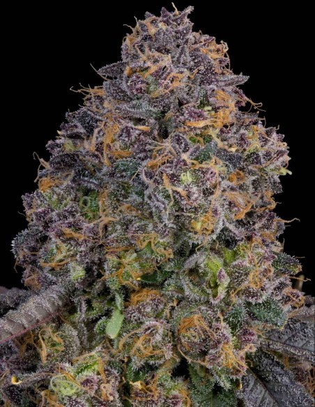 Pink Zoda Samen (Grounded Genetics) 🍬 Süße Power