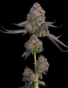 Pink Zoda Samen (Grounded Genetics) 🍬 Süße Power 2