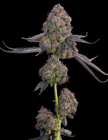 Pink Zoda Samen (Grounded Genetics) 🍬 Süße Power