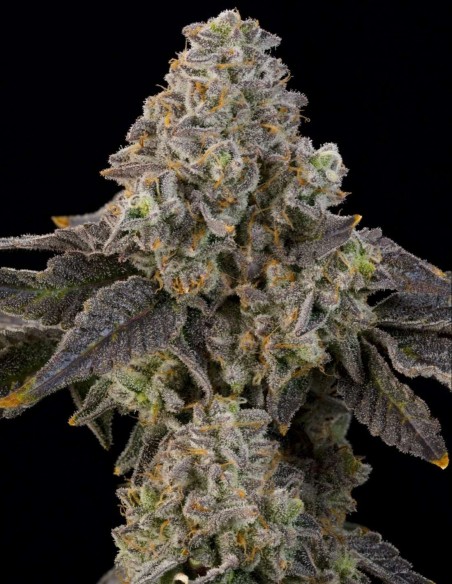 Peach Yuzu Samen (Grounded Genetics) 🍑 Exotische Früchte
