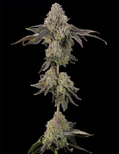 Semi Peach Yuzu (Grounded Genetics) 🍑 Frutta Esotica 2