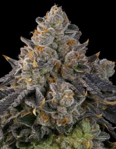 Semi Peach Gummies (Grounded Genetics) 🍬 Terpeni Dolci