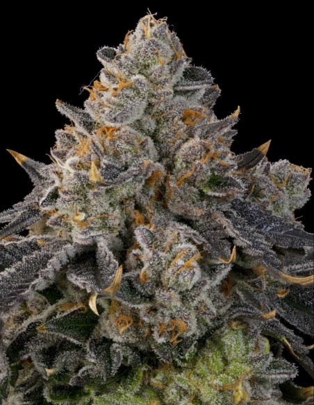 Peach Gummies Samen (Grounded Genetics) 🍬 Candy-Terpene