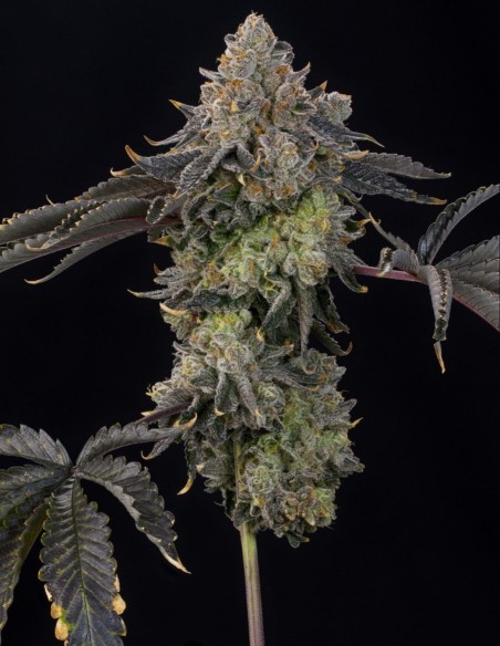 Peach Gummies Samen (Grounded Genetics) 🍬 Candy-Terpene