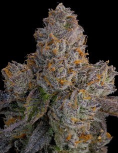 Lime Zoda Seeds (Grounded Genetics) 🍋 Intense Citrus