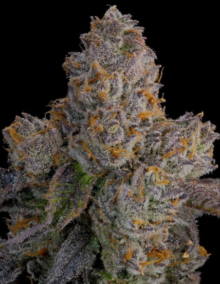 Lime Zoda Seeds (Grounded Genetics) 🍋 Intense Citrus