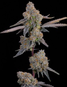 Lime Zoda Seeds (Grounded Genetics) 🍋 Intense Citrus 2