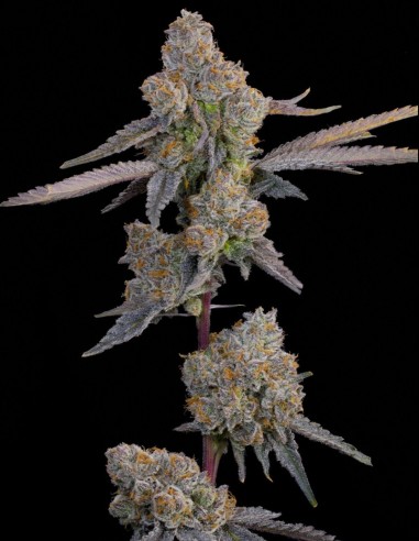 Lime Zoda Seeds (Grounded Genetics) 🍋 Intense Citrus