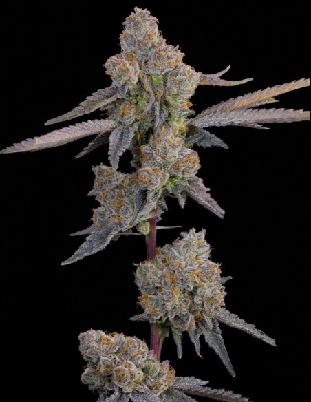 Lime Zoda Seeds (Grounded Genetics) 🍋 Intense Citrus