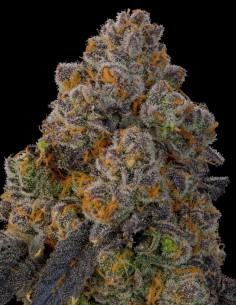 Nigiri Seeds (Grounded Genetics) 🌴 Tropical Relaxing