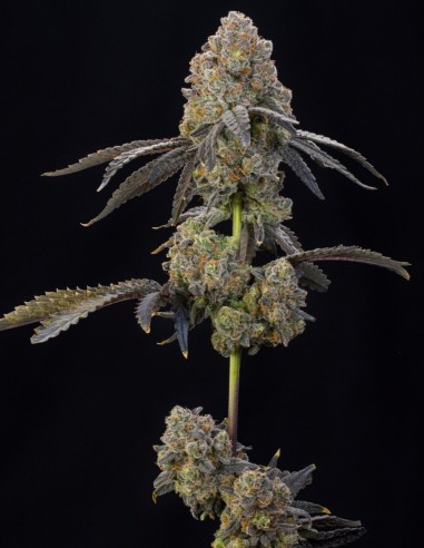 Nigiri Seeds (Grounded Genetics) 🌴 Tropical Relaxing