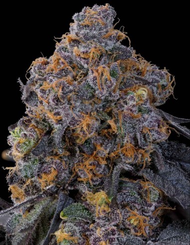 Graines Blu Zang (Grounded Genetics) 🧁 Terpènes Gourmands