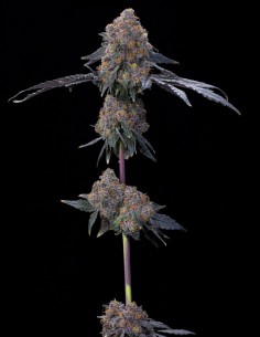 Graines Blu Zang (Grounded Genetics) 🧁 Terpènes Gourmands 2