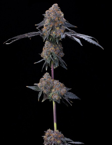 Graines Blu Zang (Grounded Genetics) 🧁 Terpènes Gourmands