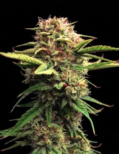 Jock Horror Regular Samen (Nirvana Seeds) 🌿 Hoher Ertrag