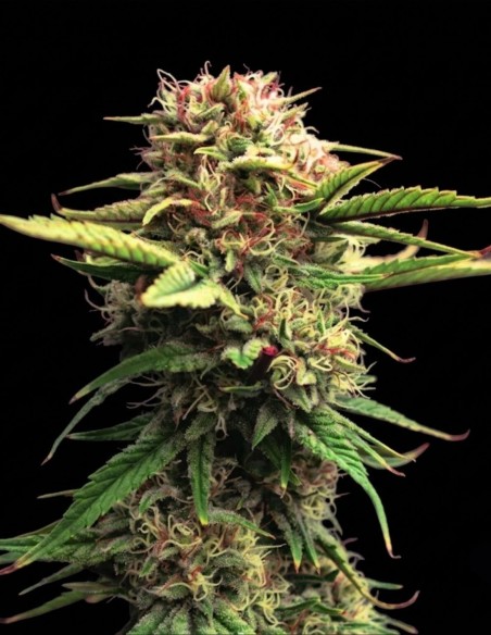Jock Horror Regular Samen (Nirvana Seeds) 🌿 Hoher Ertrag