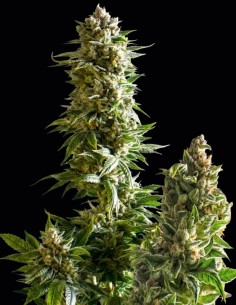 Graines Master Kush (Nirvana Seeds) 💥 Puissance Kush
