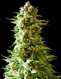 Northern Light (Nirvana Seeds) Regular Cannabis Seeds
