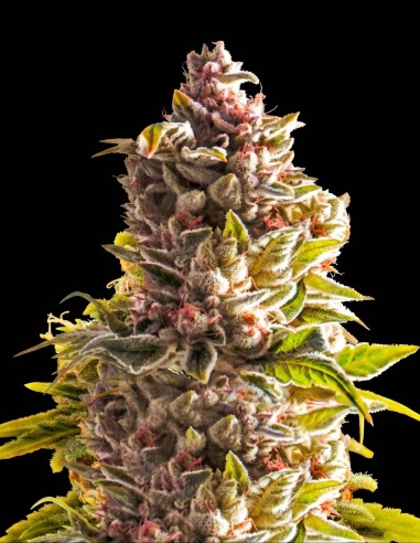 Semillas Northern Light Auto (Nirvana Seeds) 🌿 Rápida y Fácil