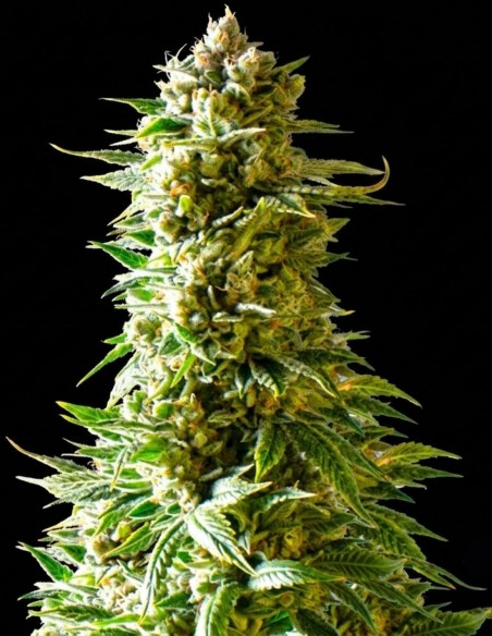 Semi Northern Light Regular (Nirvana Seeds) 🌿 Raccolti abbondanti