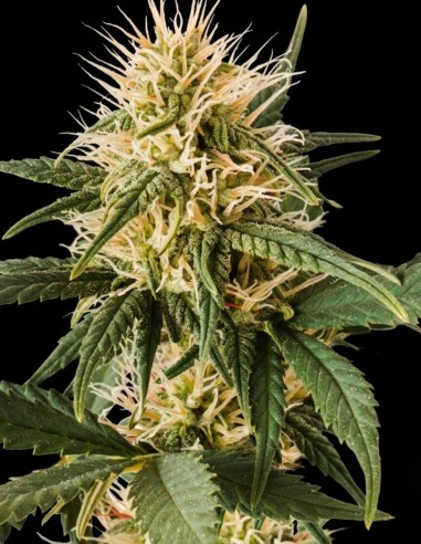 Graines Pure Power Plant Regular (Nirvana Seeds) 🌿 Gros rendements