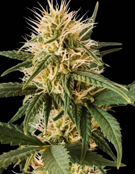 Graines Pure Power Plant Regular (Nirvana Seeds) 🌿 Gros rendements