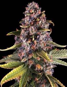 Graines Raspberry Cough (Nirvana Seeds) 🍒 Énergie Sativa