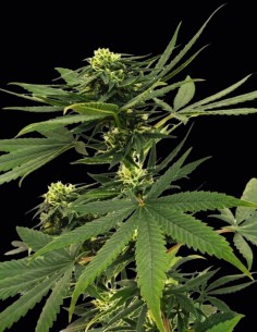 Sour Diesel von Nirvana Seeds Hanfsamen | Oaseeds