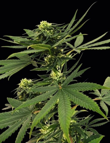 Semillas Sour Diesel (Nirvana Seeds) 💥 Potente Energía Sativa