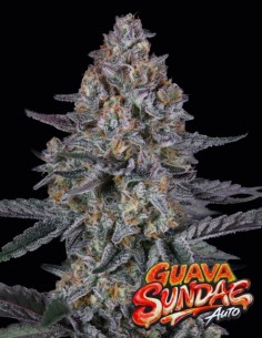 Guava Sundae Auto Seeds (FastBuds) 🌴 Tropical Power