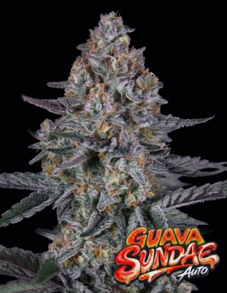 Graines Guava Sundae Auto (FastBuds) 🌴 Puissance Tropicale