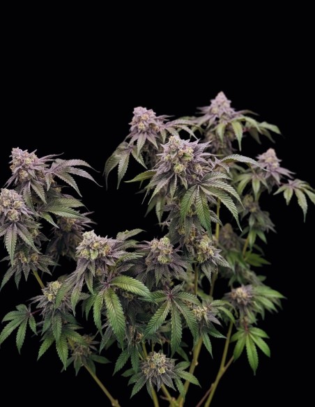 Gary Sherbet Samen (FastBuds) 💥 Bis zu 34 % THC