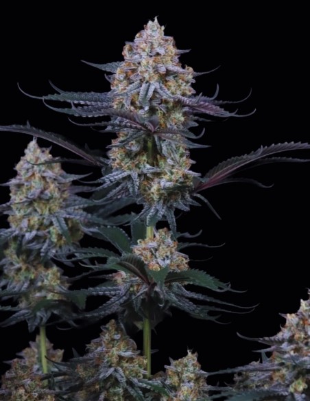 Graines Guava Sundae Auto (FastBuds) 🌴 Puissance Tropicale