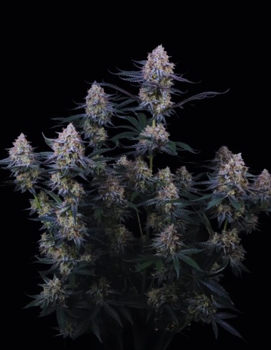 Graines Guava Sundae Auto (FastBuds) 🌴 Puissance Tropicale