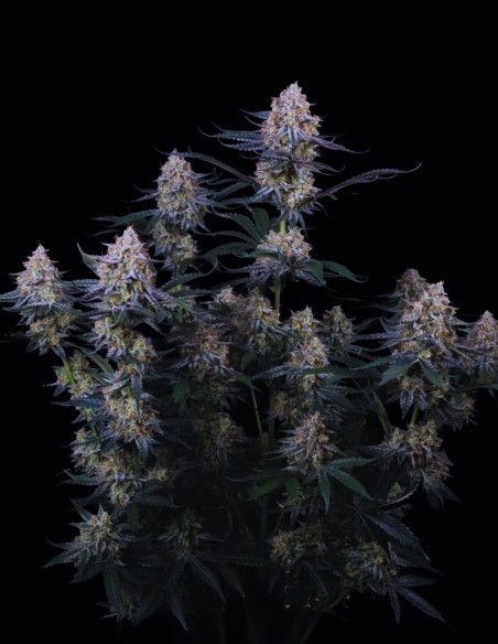 Graines Guava Sundae Auto (FastBuds) 🌴 Puissance Tropicale