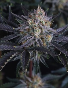 Mendo Frost Auto Seeds (FastBuds) ❄️ Frosty XL 2