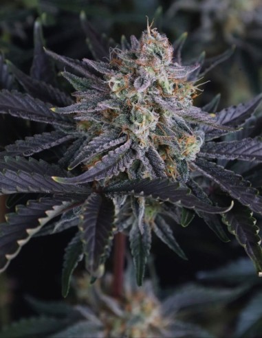 Mendo Frost Auto Seeds (FastBuds) ❄️ Frosty XL