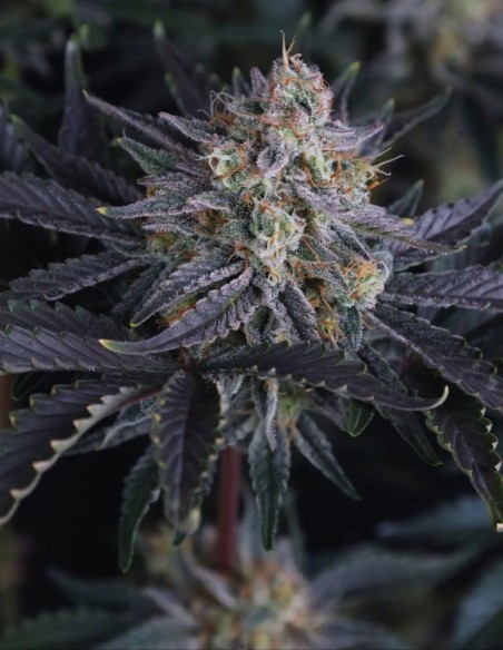 Mendo Frost Auto Seeds (FastBuds) ❄️ Frosty XL