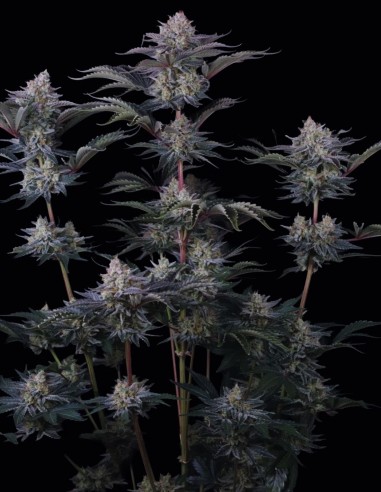 Mendo Frost Auto Seeds (FastBuds) ❄️ Frosty XL