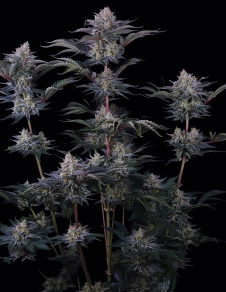 Mendo Frost Auto Seeds (FastBuds) ❄️ Frosty XL