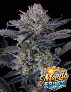 Mendo Frost Auto Seeds (FastBuds) ❄️ Frosty XL