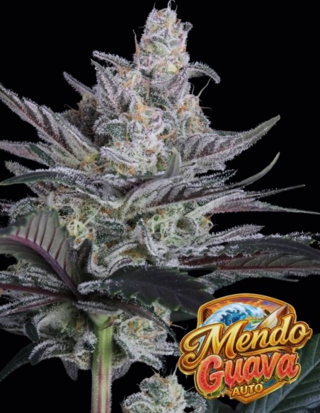 Mendo Guava Auto Seeds (FastBuds) 🌴 Tropical Power