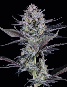Mendo Guava Auto Seeds (FastBuds) 🌴 Tropical Power 2