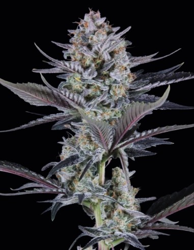 Mendo Guava Auto Seeds (FastBuds) 🌴 Tropical Power