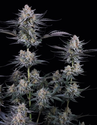 Mendo Guava Auto Seeds (FastBuds) 🌴 Tropical Power