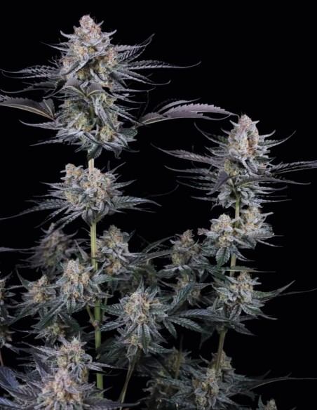 Mendo Guava Auto Seeds (FastBuds) 🌴 Tropical Power