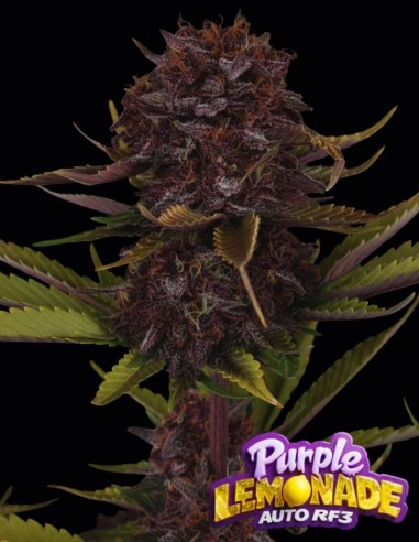 Semi di Purple Lemonade Auto RF3 (FastBuds) 🍋 Alto THC